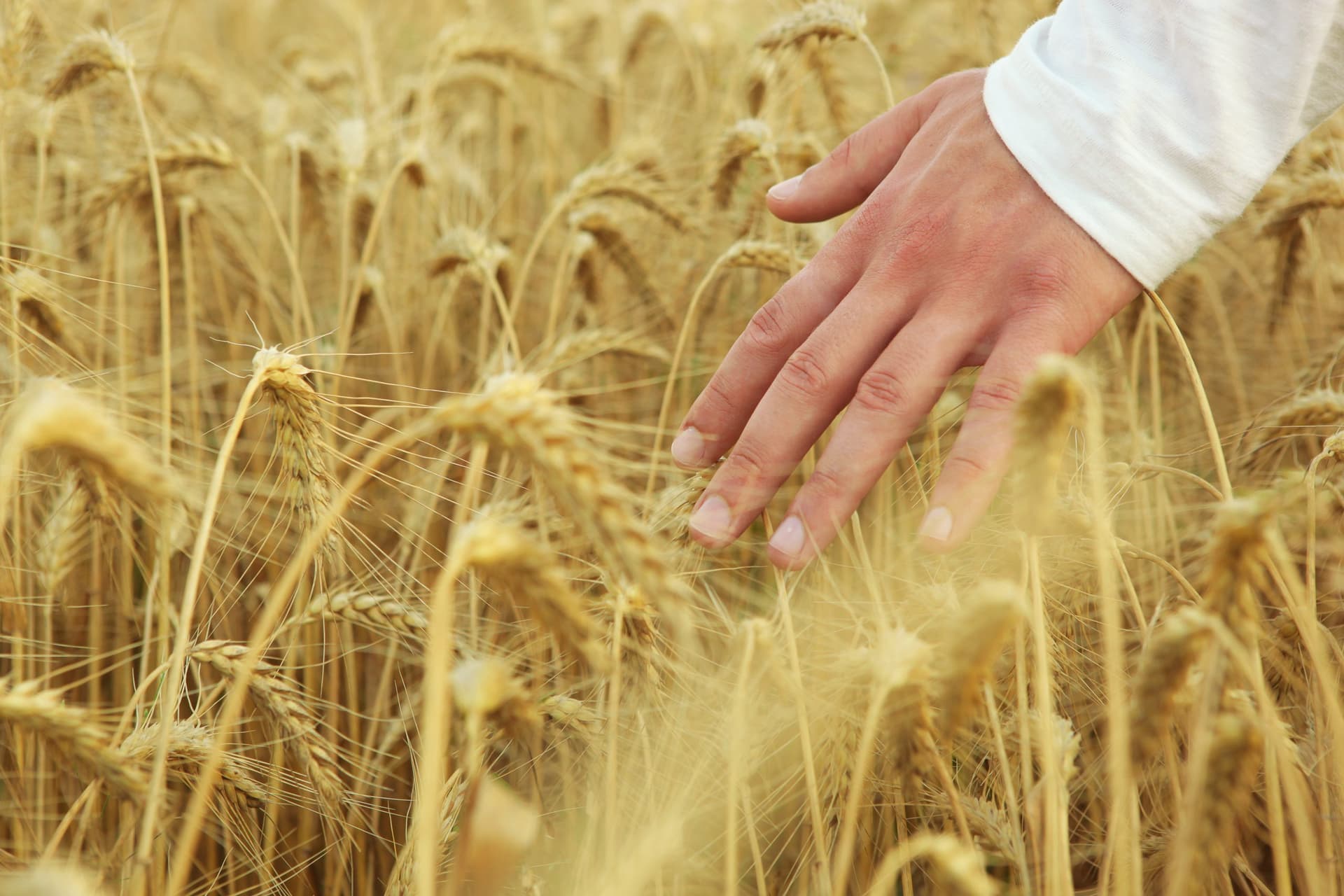 Agricultura are nevoie de 1 miliard de lei până la finalul anului. Ce se întâmplă cu banii pentru fermieri