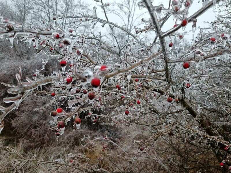 Foto: Cum arată o pădure din România după „freezing rain”