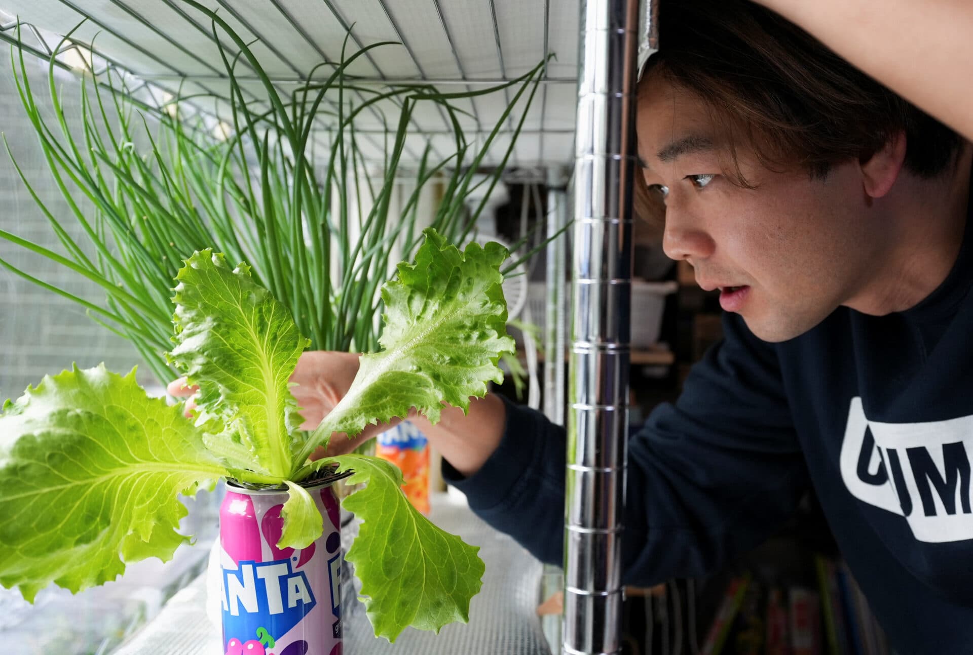 Ferma din sufragerie. Soluția japonezilor la criza alimentară