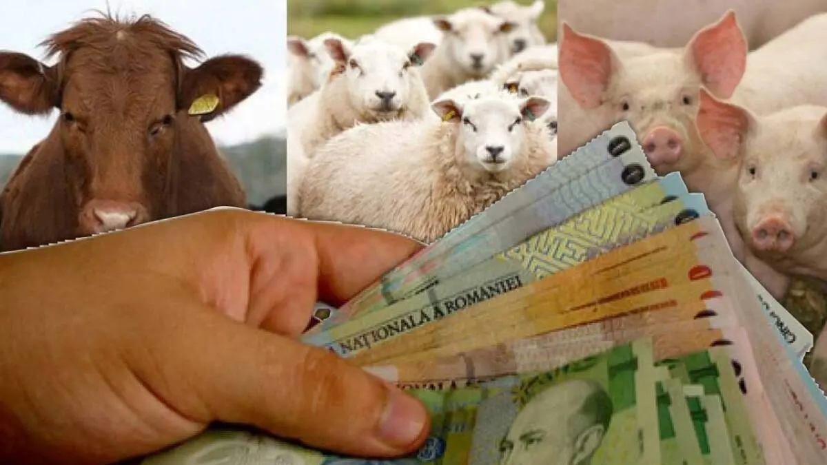 Cererile pentru ajutorul de stat. Există termen-limită pentru crescătorii de animale