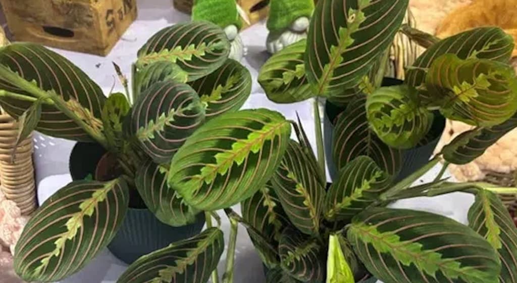 Cum să creezi un colț verde cu plante purificatoare de aer de la Florăria Trias?