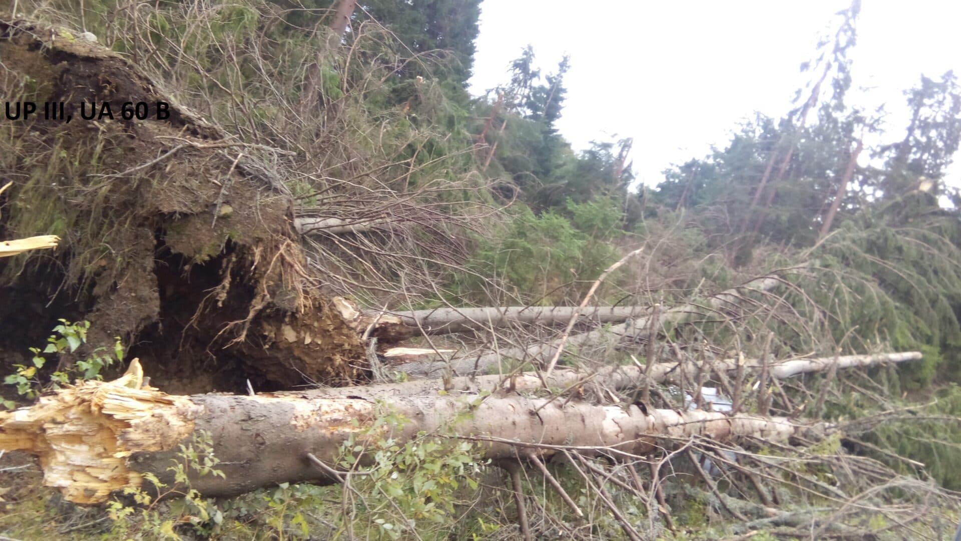 Bihor: Doi angajaţi ai unui ocol silvic şi doi de la o firmă de exploatare a lemnului, reţinuţi pentru furt de lemne / Ar fi introdus date nereale în aplicaţia SUMAL 2.0