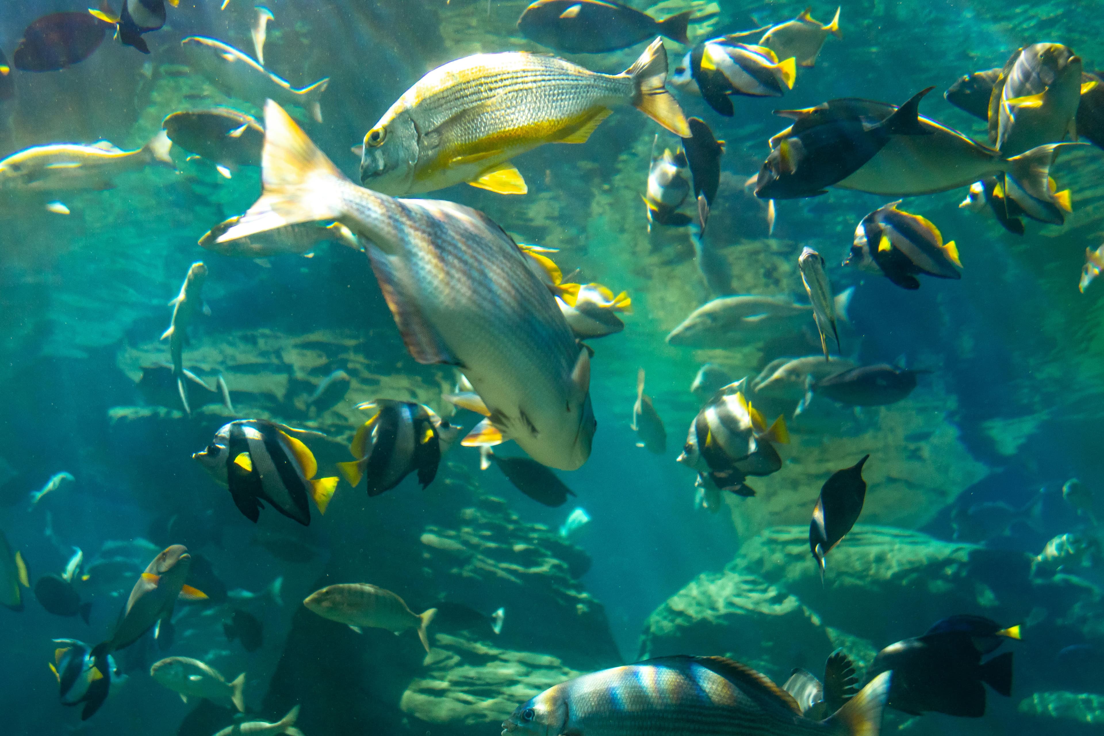 Parlamentul European cere acțiuni urgente împotriva speciilor marine invazive care afectează pescuitul și biodiversitatea