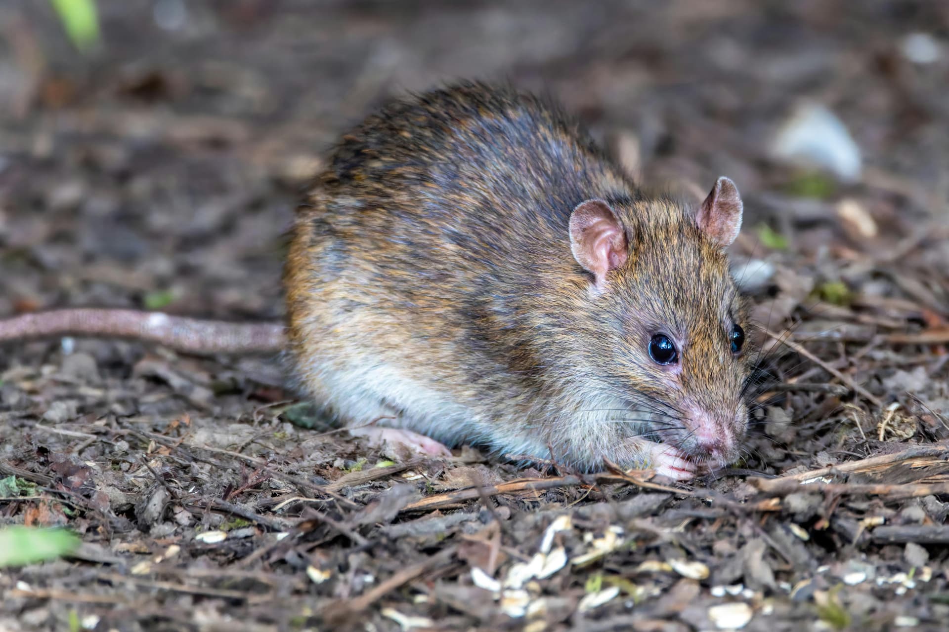 Cazuri suspecte de hantavirus au legătură cu o navă de croazieră în Atlantic. Trei decese