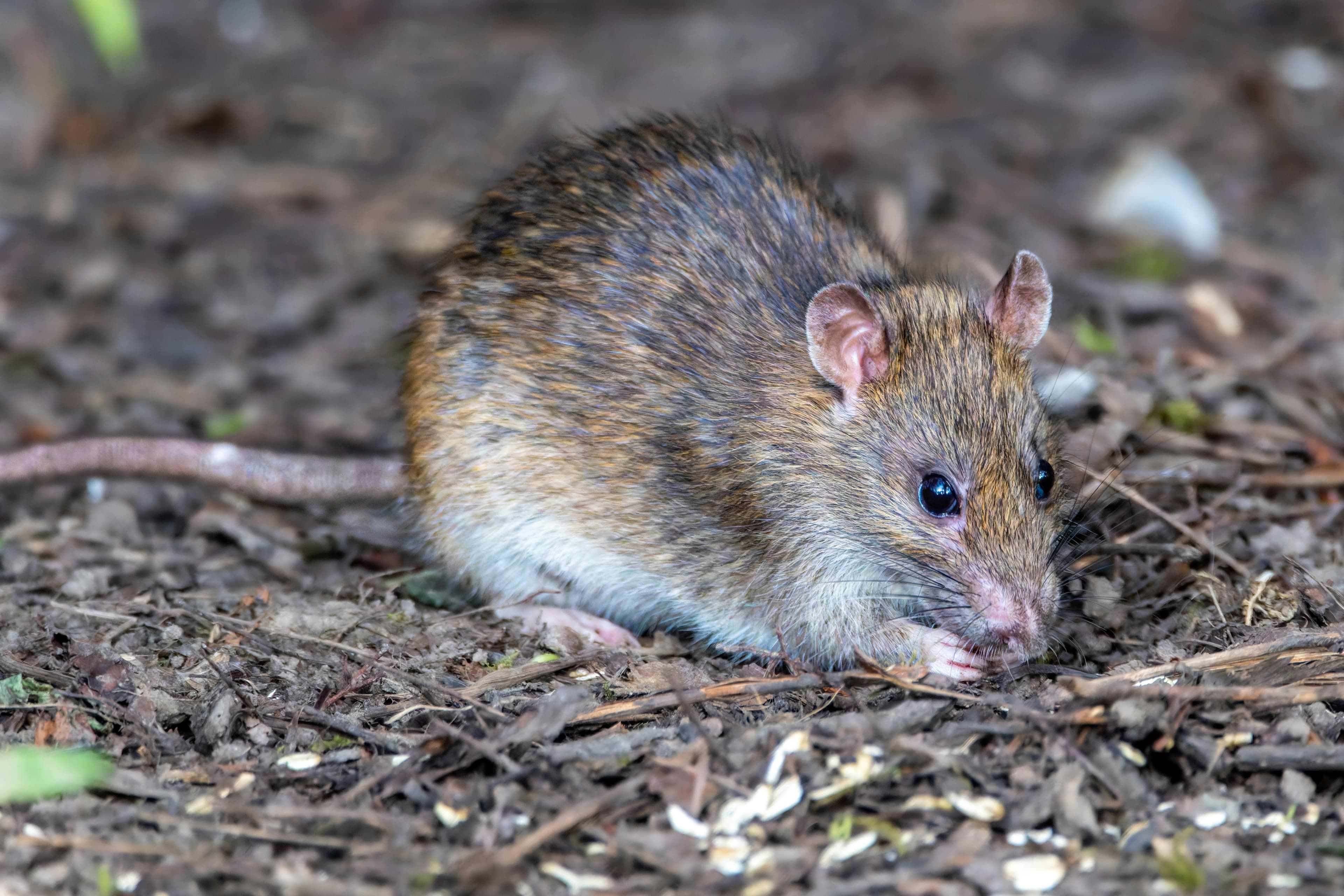 Cazuri suspecte de hantavirus au legătură cu o navă de croazieră în Atlantic. Trei decese