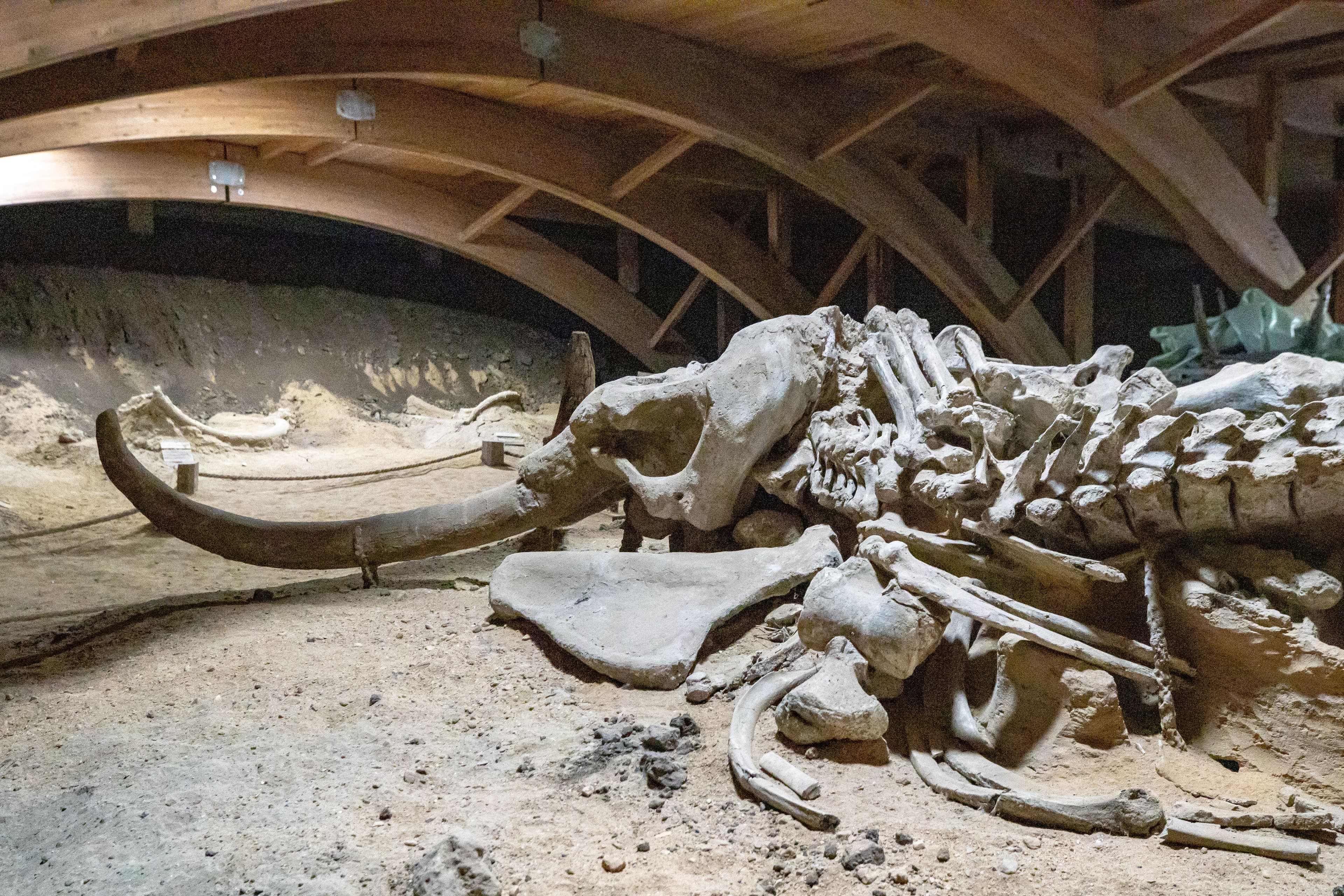 Oasele de mamut arată că oamenii Epocii Glaciare erau vânători organizați, nu simpli supraviețuitori