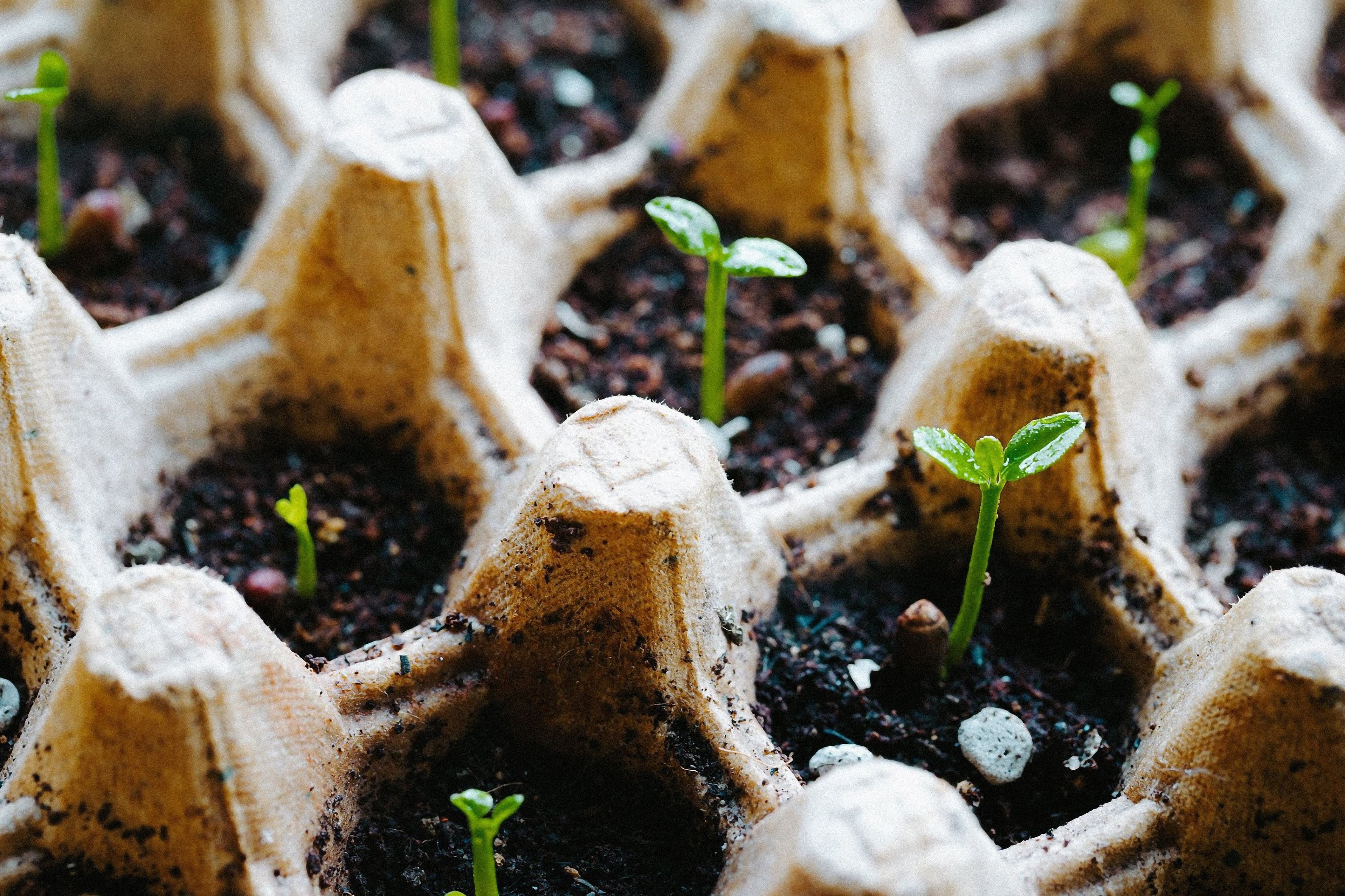 Parlamentul European și Consiliul ajung la un acord pentru o piață unică mai clară a semințelor și materialului vegetal