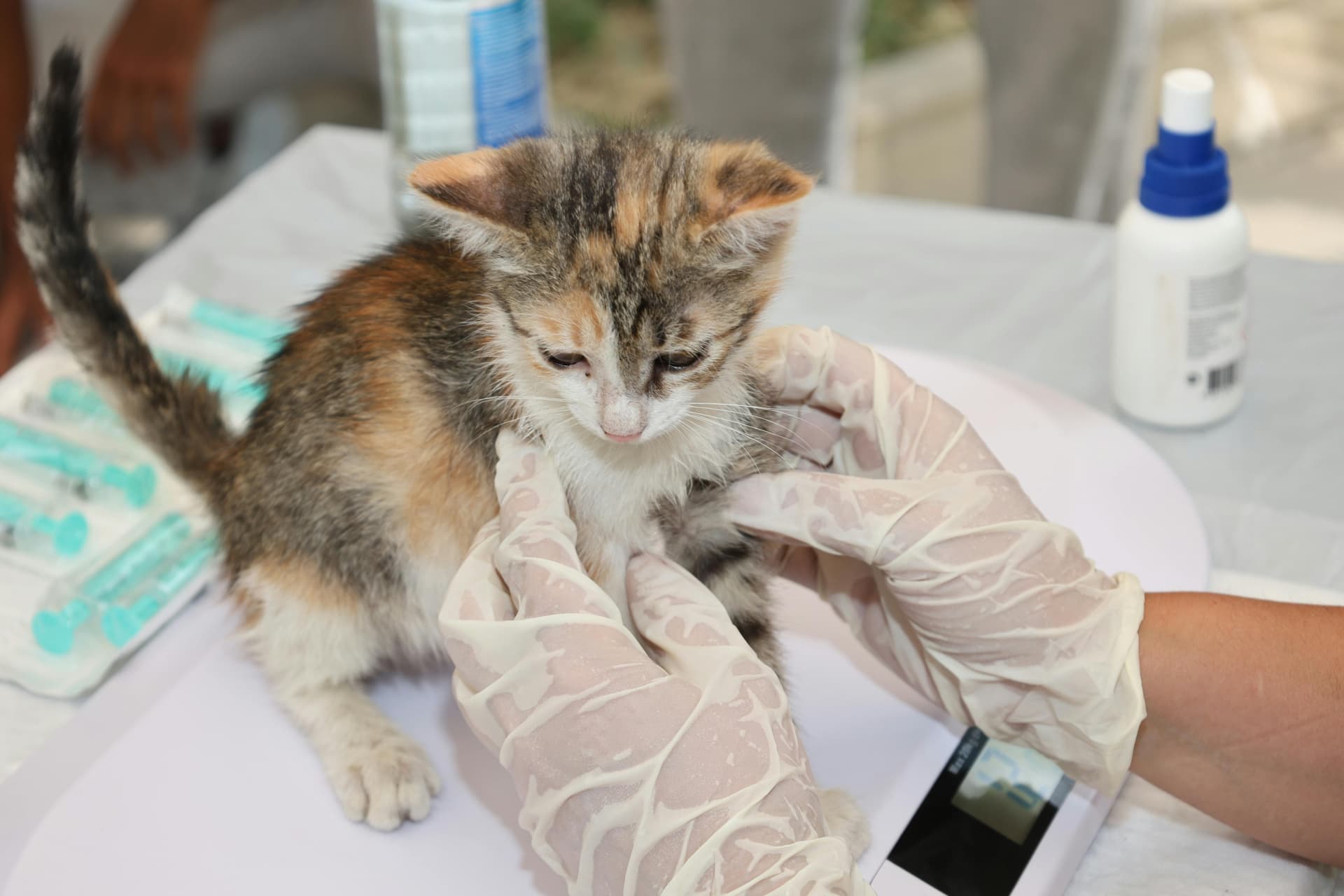 Agenția Europeană pentru Medicamente recomandă autorizarea primului vaccin veterinar din UE bazat pe tehnologie RNA