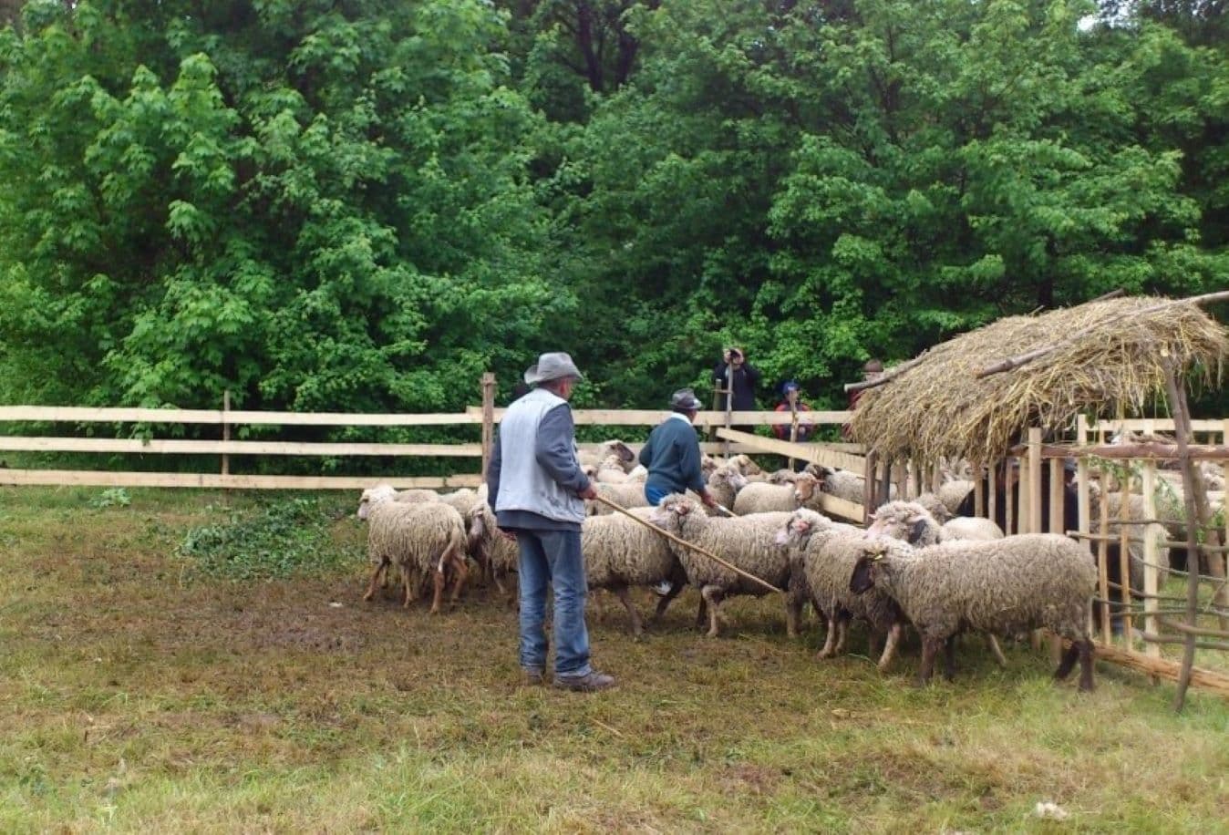 Alertă sanitară în Republica Moldova. Multiple cazuri de febră Q confirmate