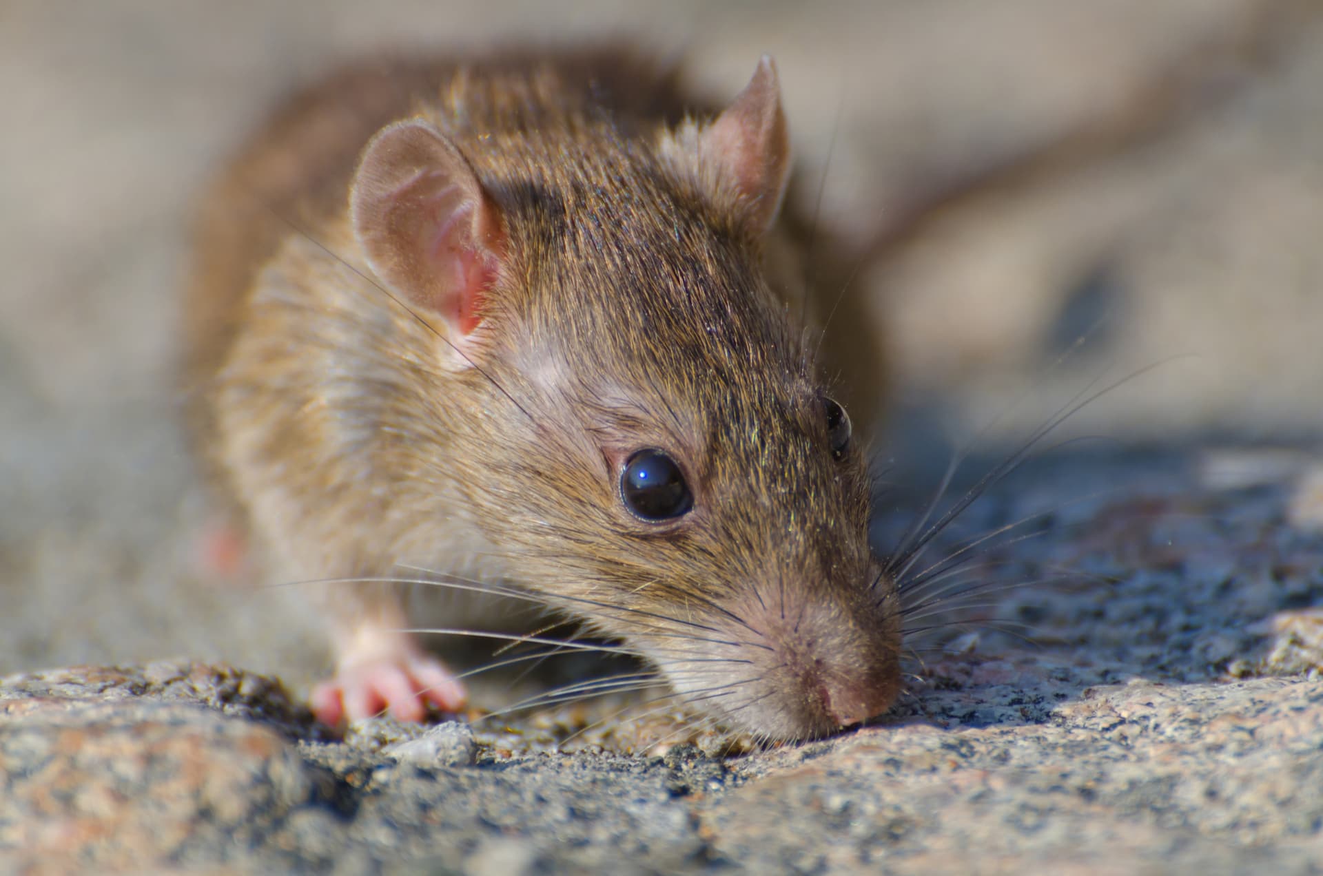 BREAKING. Hantavirus în România. Anchetă în desfășurare