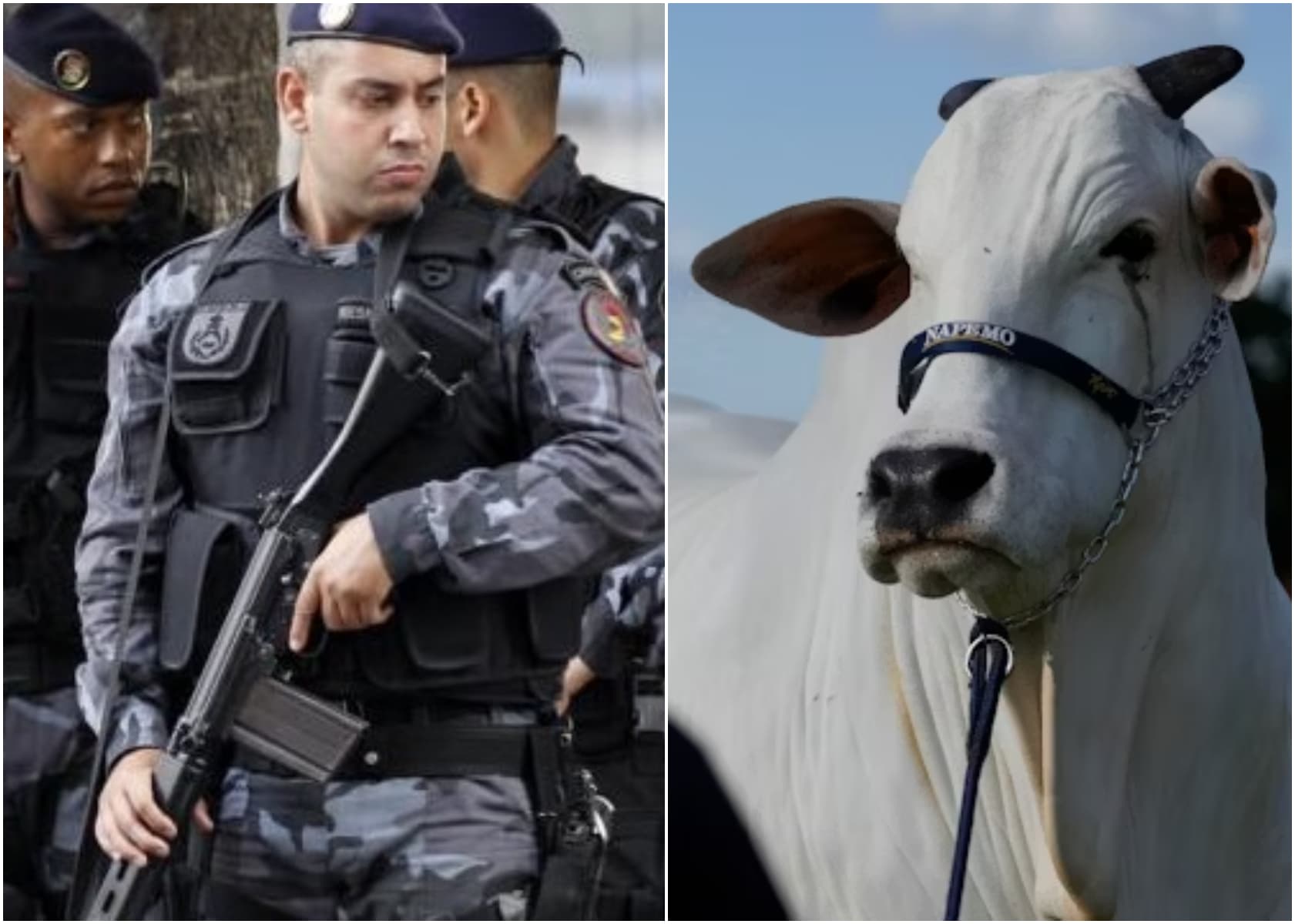 Cea mai scumpă vacă din lume a intrat în Cartea Recordurilor prin prețul la care a fost vândută. Bovina valoroasă are bodyguard înarmat