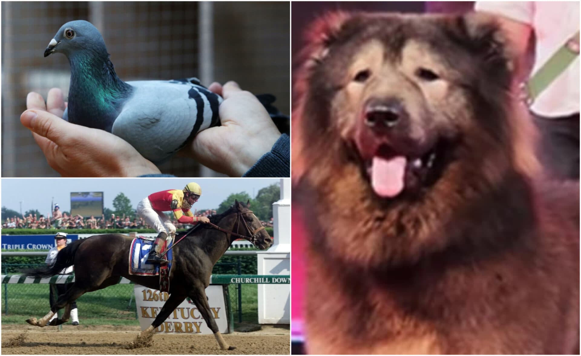 Cele mai scumpe animale de companie- Top 3 condus de un lup corcit ce a costat... 5,7 milioane $