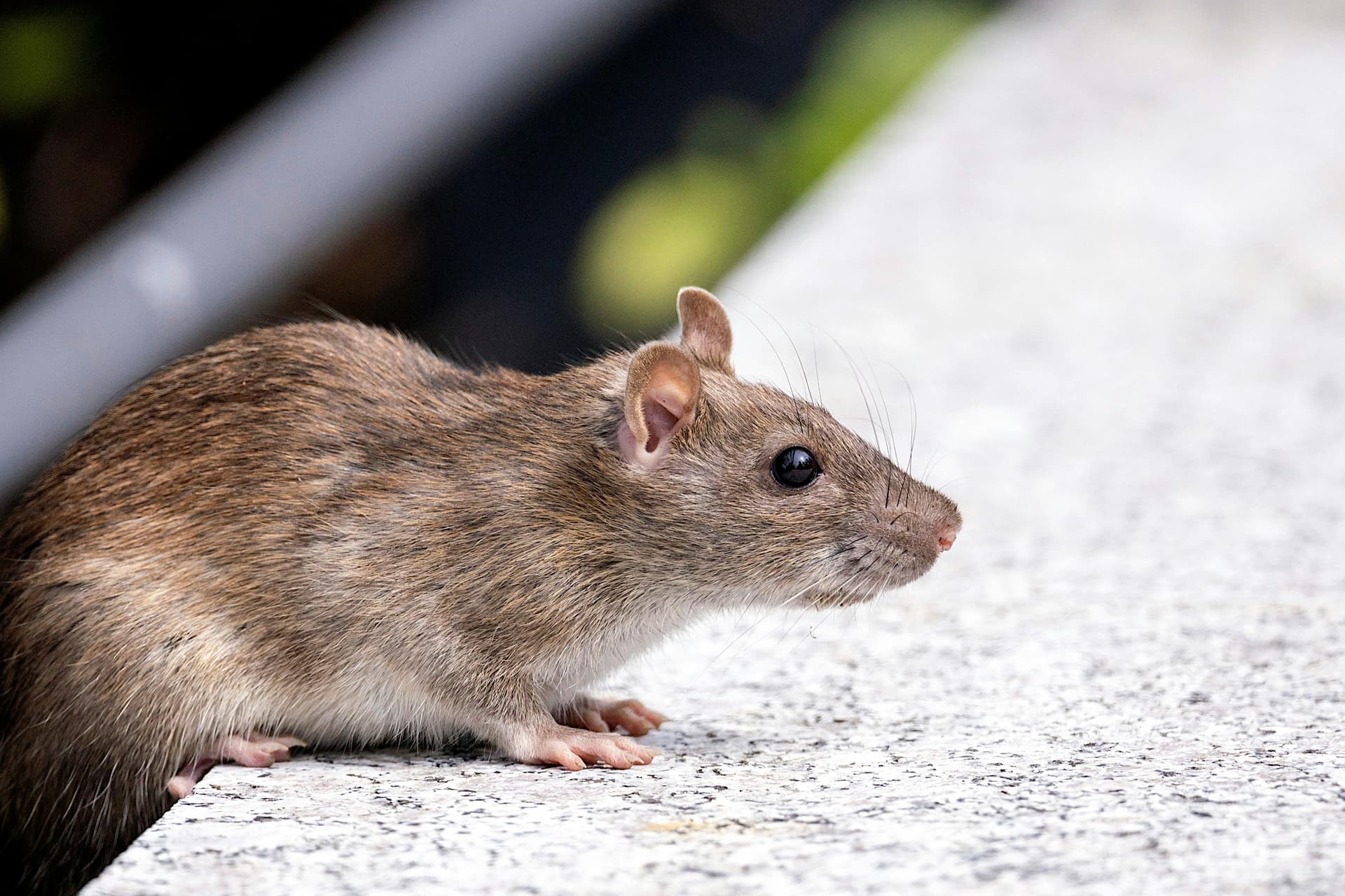 Centrul European de Prevenire și Control al Bolilor activează răspunsul european pentru un focar de hantavirus Andes pe o navă de croazieră