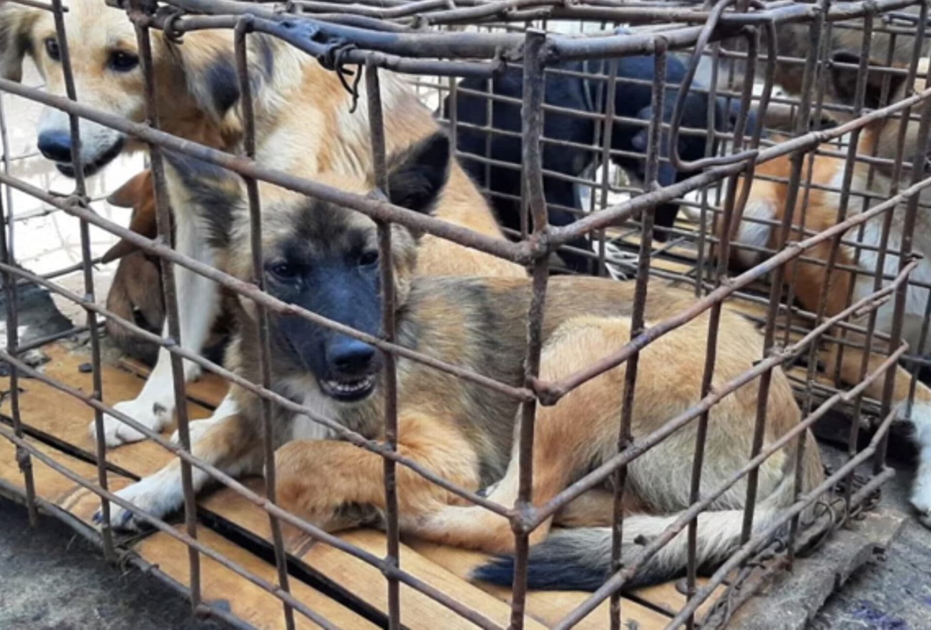 Consumul de carne de câine, pisică va fi interzis în Indonezia! Decizie istorică în urma presiunilor activiștilor