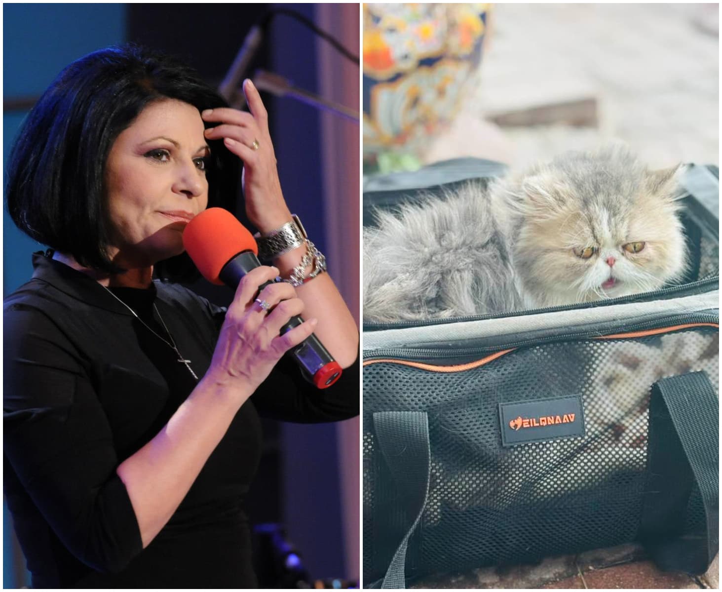 Cum a transformat Elena Cârstea iubirea pentru pisici într-un business