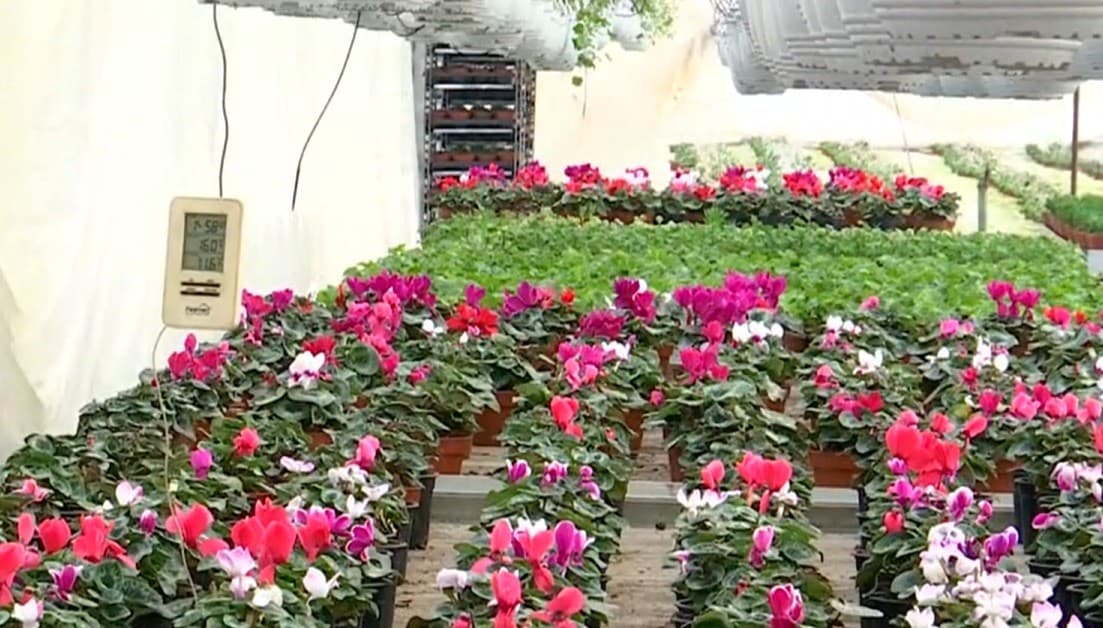 Florarii se pregătesc deja pentru lunile cele mai profitabile. Preţul unui singur fir de trandafir