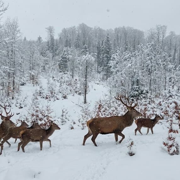 Imagini superbe cu animale sălbatice în zone greu accesibile din păduri acoperite de zăpadă, distribuite de Romsilva - FOTO