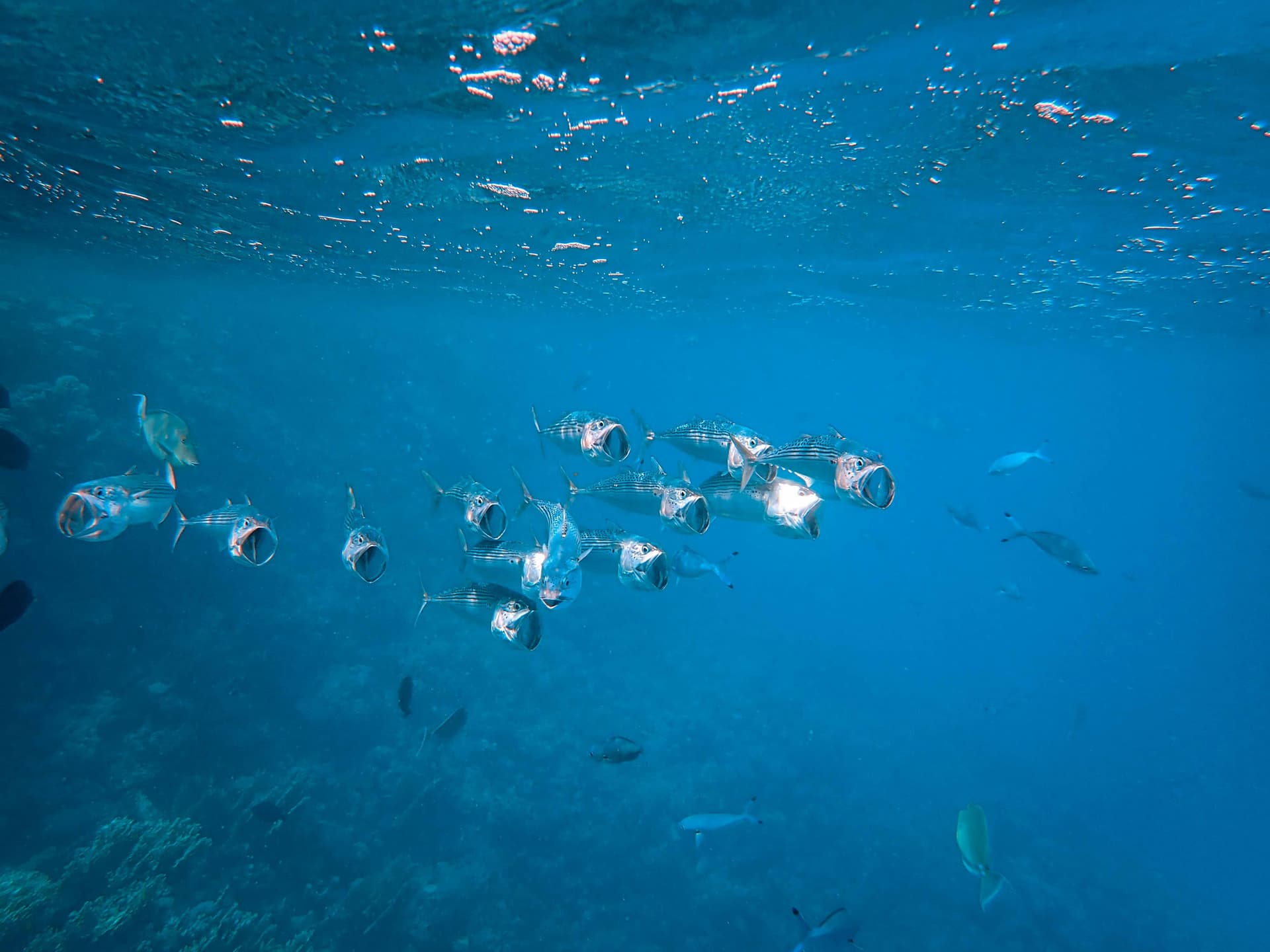 Marea Mediterană se încălzește cu 20% mai rapid și adăpostește cele mai multe specii invazive din lume