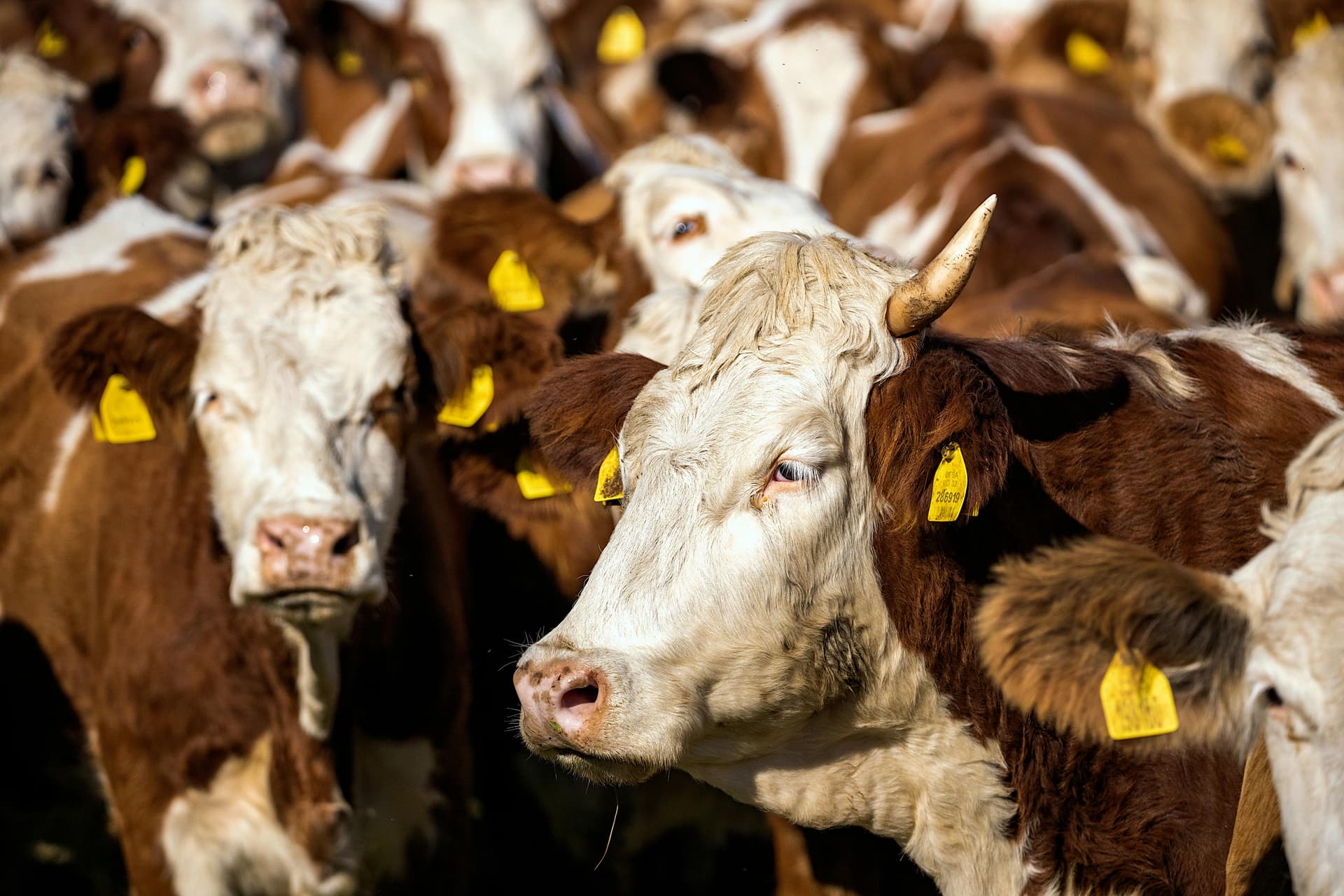 Parlamentul European cere o strategie UE pentru susținerea fermierilor din zootehnie