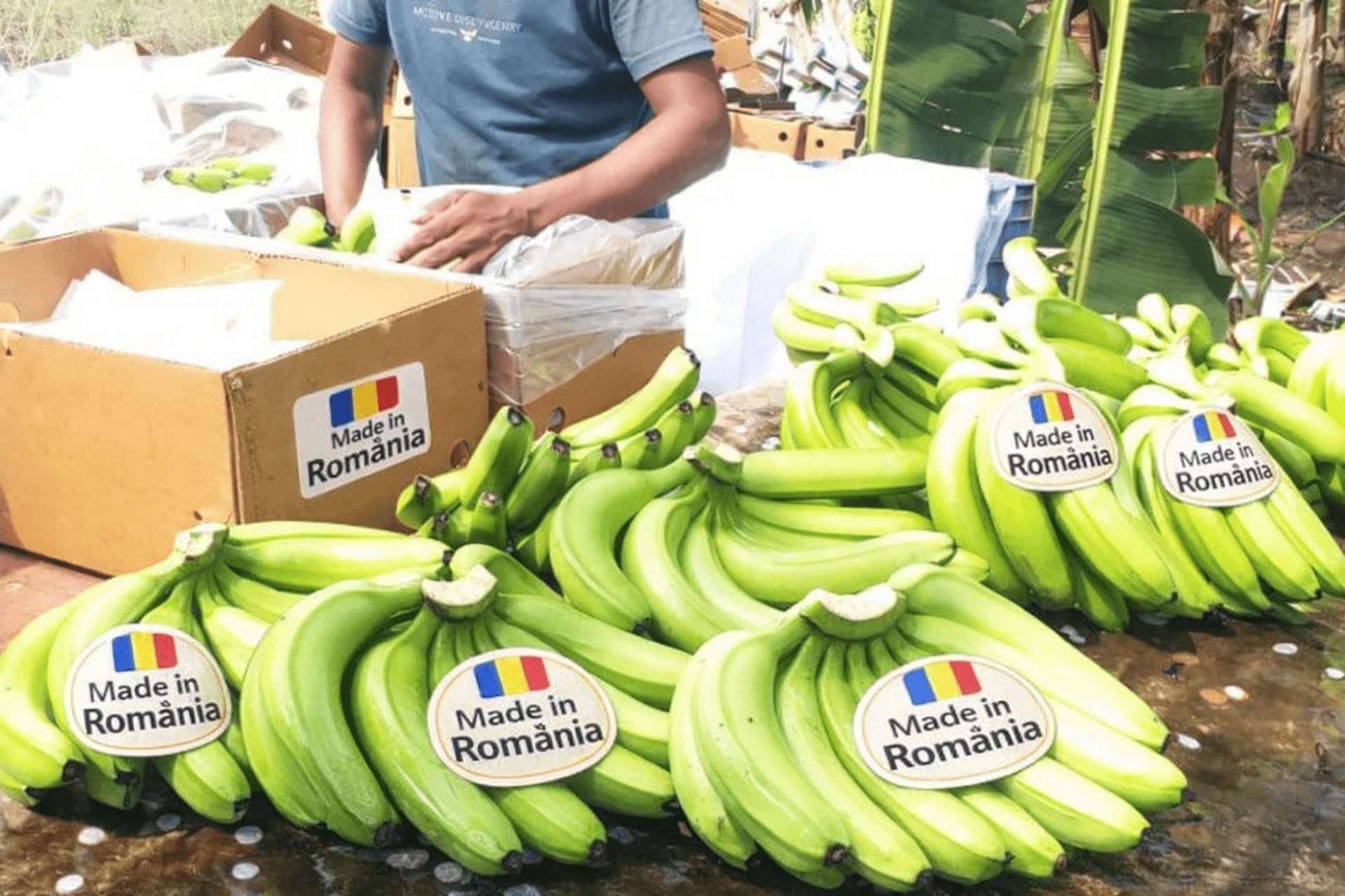 România exportă banane cu miile de tone! Care sunt principalele piețe de desfacere