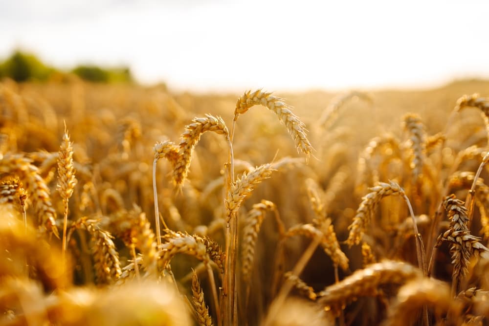 România redevine forță agricolă în Europa. Recoltă de grâu estimată la un maxim istoric