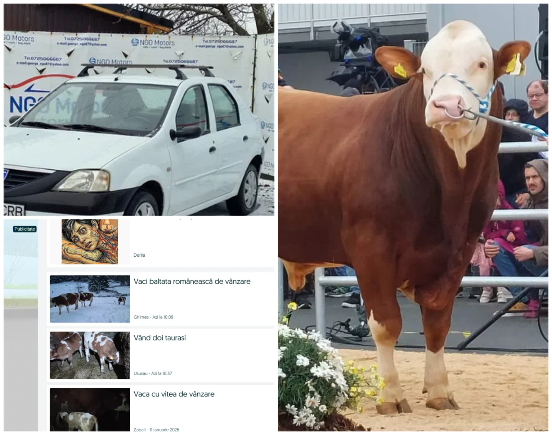 Vaca a ajuns la preț de Logan SH ori TV de 254 cm! Cât costă o bovină de rasă în România și recordul mondial care șochează