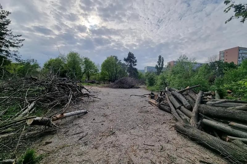 Vestea bună anunțată de ministrul Mediului. „Tăierile cum au fost cele din Parcul IOR să fie infracțiuni”