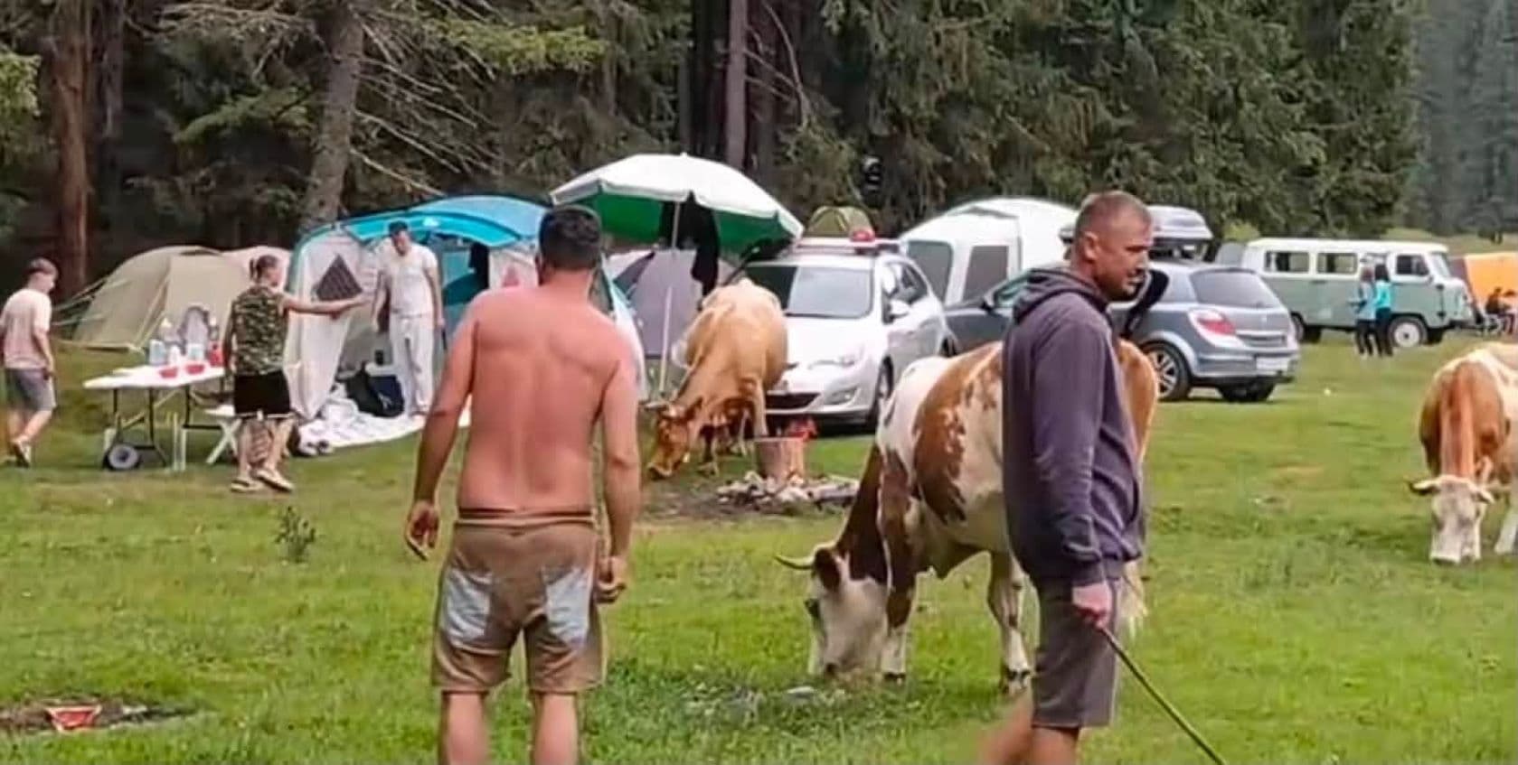 Turism la munte cu vaca în cort. Oamenii își păzesc tabăra de turmele de animale