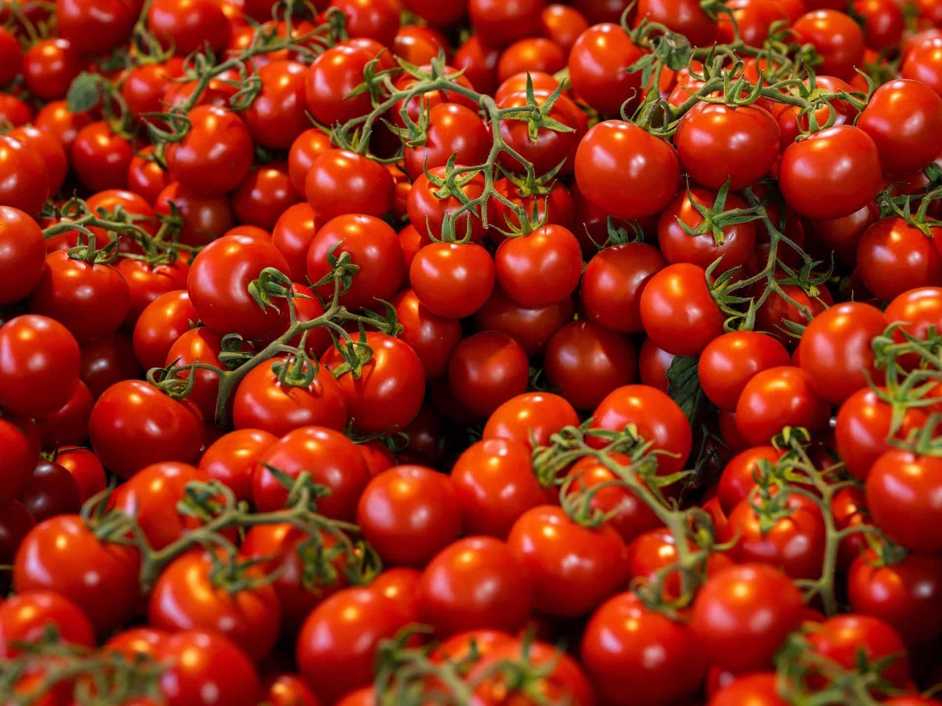 Românești doar pe etichetă. Tone de roșii și alte legume din Uzbekistan, confiscate de ANSVSA