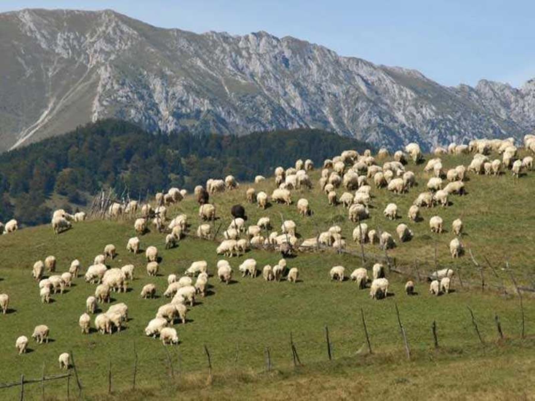 Bruxelles-ul schimbă regulile pentru România. Blocajul privind vaccinarea oilor poate fi rezolvat