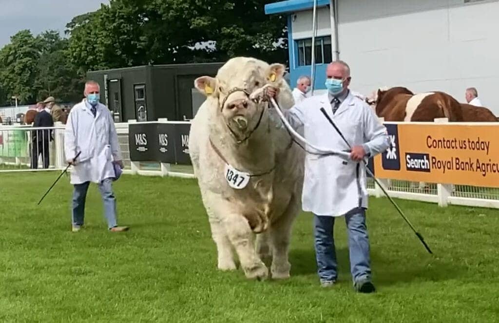Acest uriaș taur Charolais este vedetă pe Internet. VIDEO