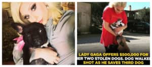 Câinii solistei Lady Gaga au fost răpiți iar cel care îi plimba a fost împușcat. Se oferă jumătate de milion de dolari recompensă