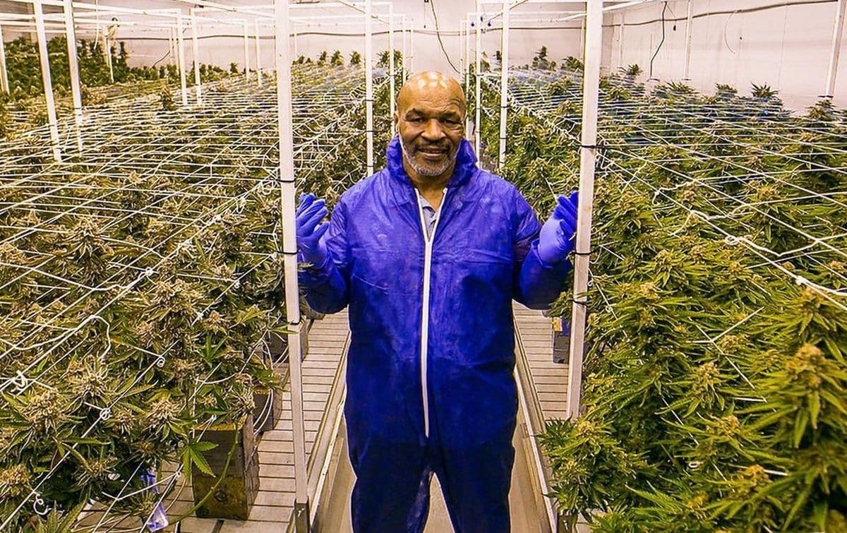 Cele mai ciudate investiții ale unor staruri: un oraș întreg, un mormânt și o fermă de cannabis