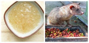 Cele mai scumpe alimente din lume! Trufele albe costă cât diamantele, scumpă e și supa din salivă de pasăre