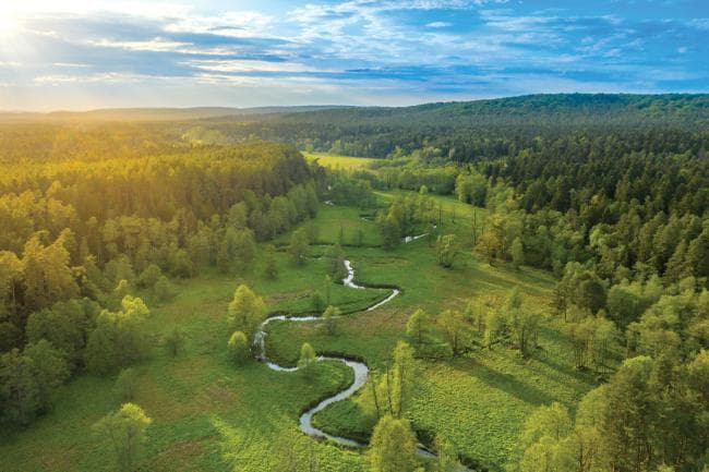 Ajutor de stat de 119 milioane de euro pentru sprijinirea ecosistemelor forestiere din Polonia