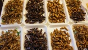 Insectelele au fost aprobate de UE pentru consumul uman! Vor fi pe piață batoane proteice din viermi de făină
