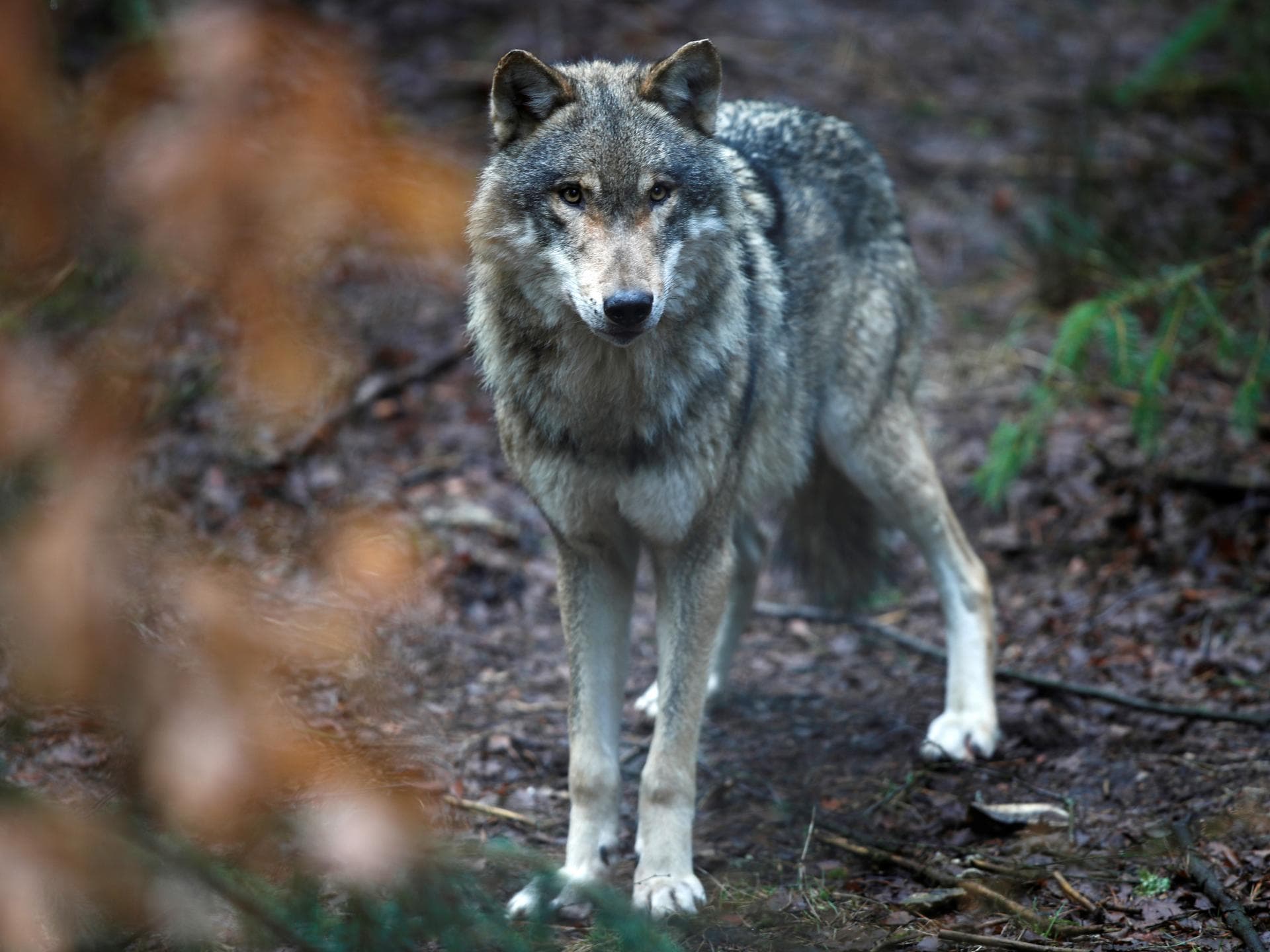 Lupii își vor pierde statutul de animale "strict protejate" în Europa din 2025