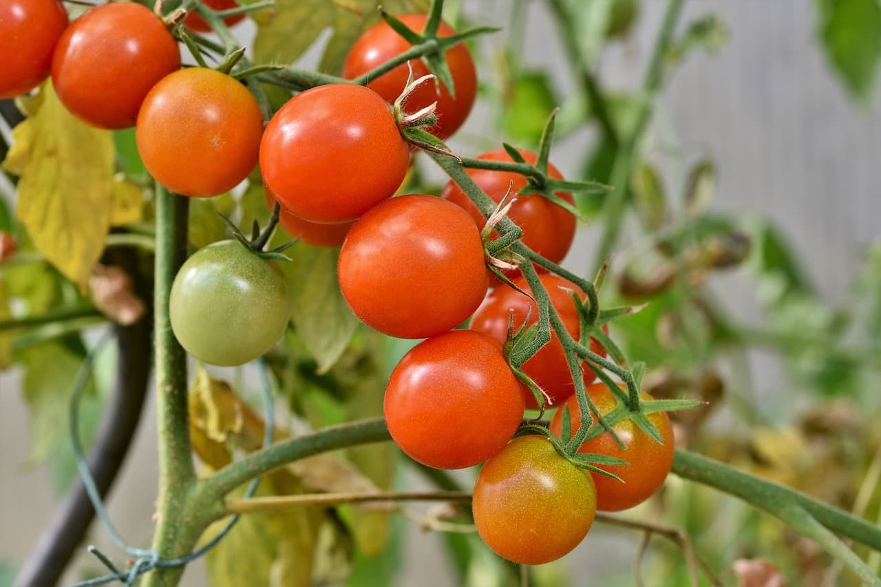 Noi reguli europene pentru fermieri și cumpărători pe întreg lanţul de aprovizionare agricol şi alimentar