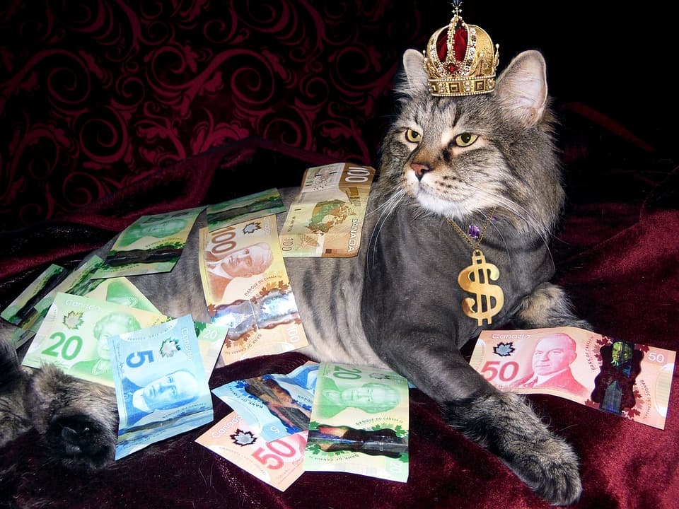 O femeie vrea să lase animalelor sale moștenirea sa. De ce s-a supărat pe copiii ei