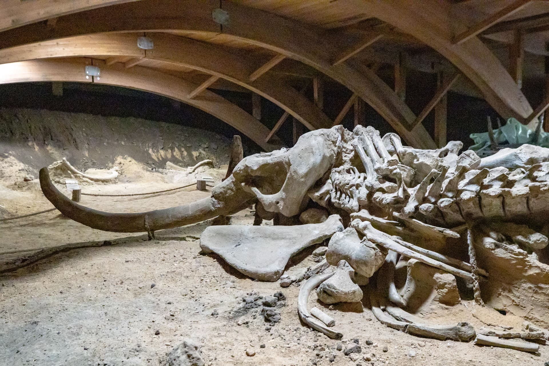 Oasele de mamut arată că oamenii Epocii Glaciare erau vânători organizați, nu simpli supraviețuitori