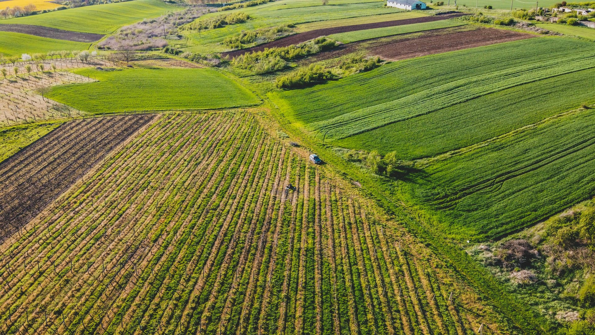 Parchetul European investighează în România o posibilă fraudă de 3,5 milioane de euro cu 237 de proiecte agricole finanțate de UE