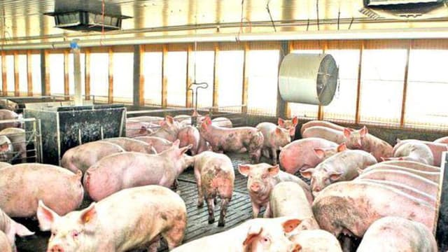 Producătorii de carne de porc cer măsuri urgente pentru combaterea pestei porcine africane. „România scoate din economie miliarde de dolari”