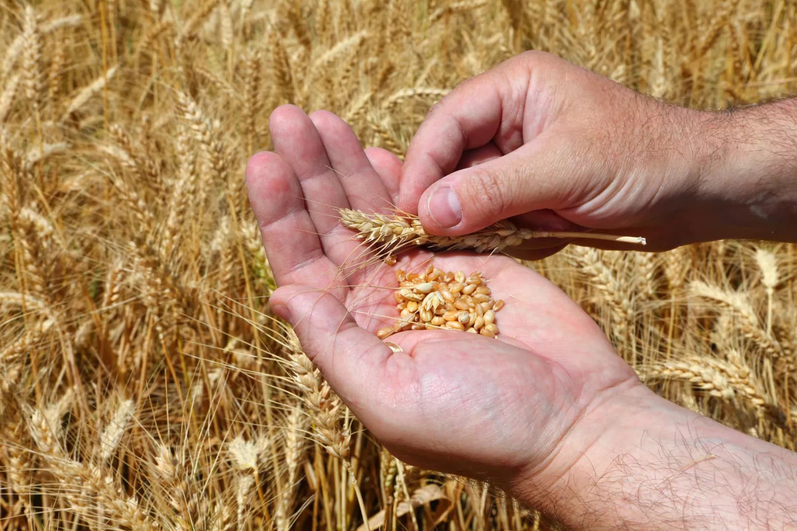 România își consolidează poziția de lider european în agricultură. Anunțul ministrului Agriculturii
