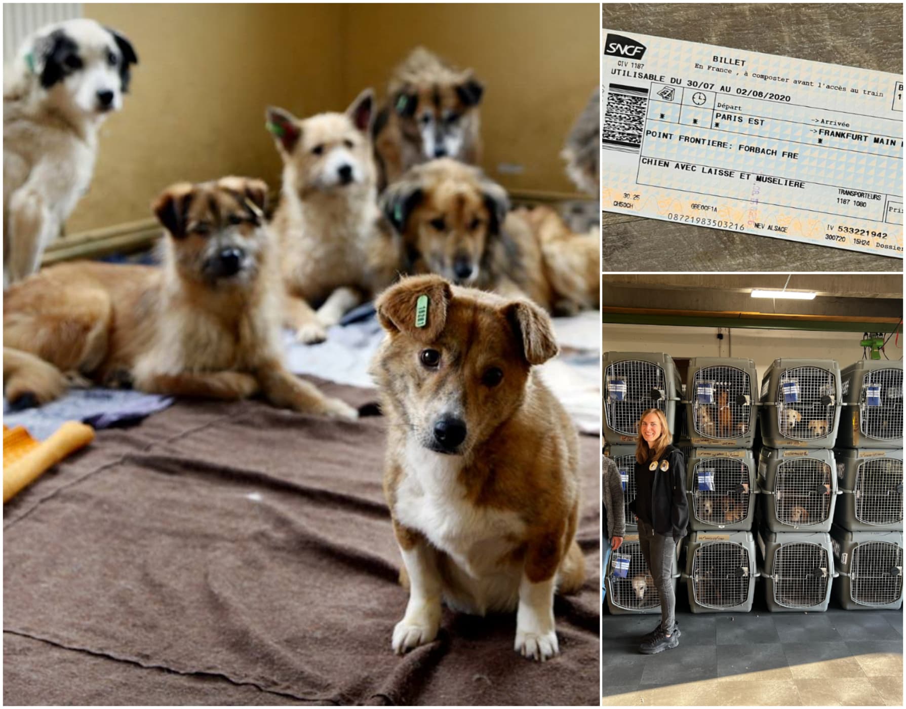 România, lider european la ”exportul” de câini și pisici. Adopții de peste 200 milioane de euro în 10 ani