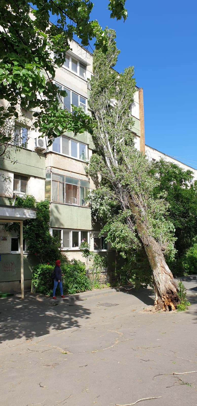 Un plop de 25 de metri a căzut peste un bloc