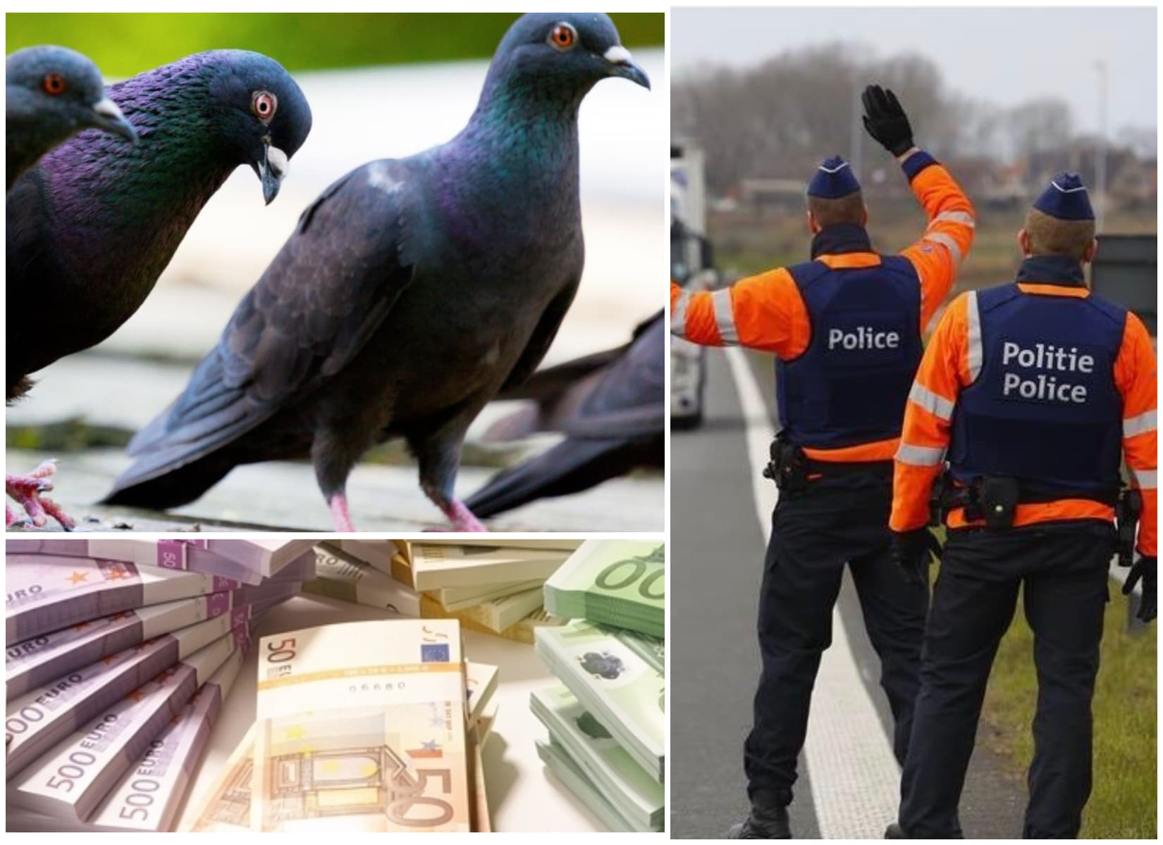Un român a furat porumbei de 2,5 milioane de euro din Belgia. Europolul a descins la domiciliul său într-un sat