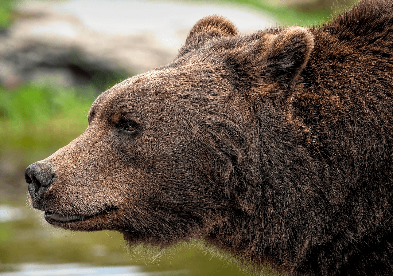 Un turist străin a fost mușcat de ursul pe care încerca să îl hrănească, pe Transfăgărășan. Autoritățile au emis mesaj Ro-Alert