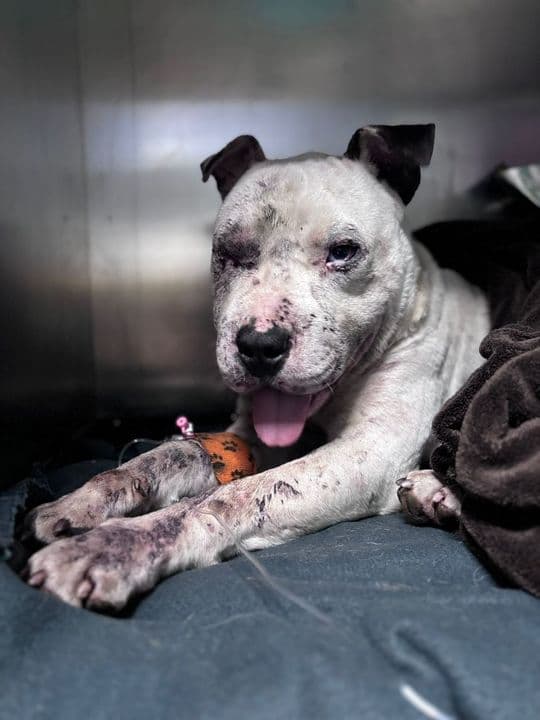 Doi tineri din Călărași, care au lovit cu bestialitate un câine, reținuți