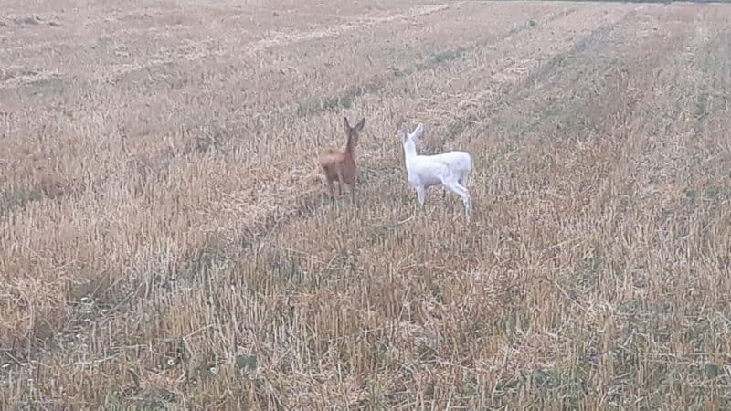 A înjurat PSD pe două hectare. Acum a găsit o căprioară albă