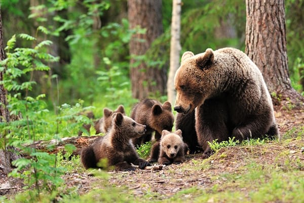 Urșii din pădurile României sunt prea mulți și trebuie intervenit urgent, susține ministrul Mediului